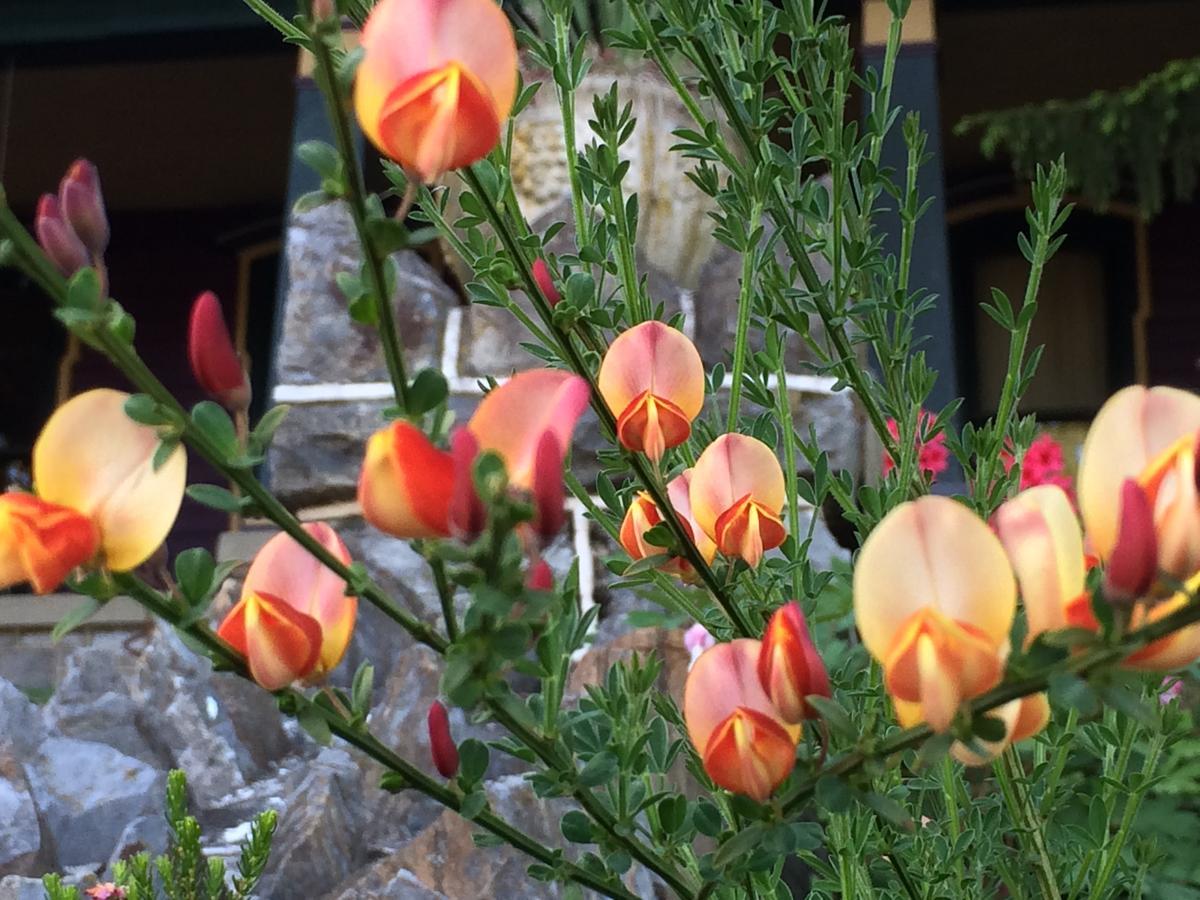 Amethyst Bed & Breakfast Adamstown